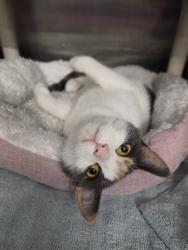 Shelter Stray Female Cat last seen Near Elkridge Landing Road, LINTHICUM HEIGHTS, MD, 21090, 411 Maxwell Frye Rd, Millersville, MD 21108, USA