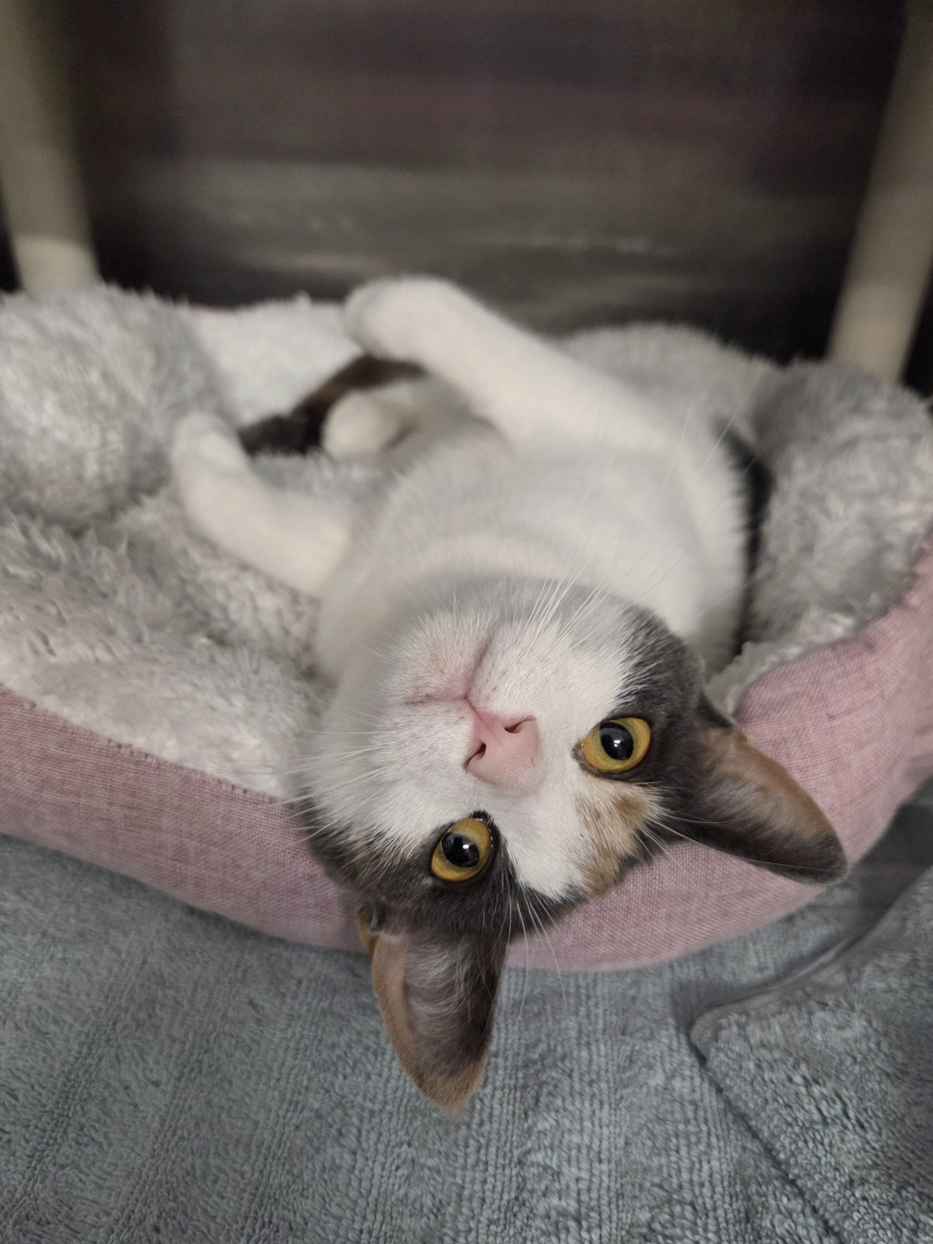 Shelter Stray Female Cat last seen Near Elkridge Landing Road, LINTHICUM HEIGHTS, MD, 21090, 411 Maxwell Frye Rd, Millersville, MD 21108, USA