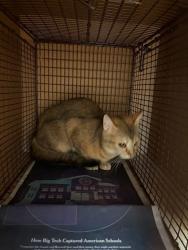 Shelter Stray Unknown Cat last seen Near Campina Crossing, DEL VALLE, TX, 78617, 7201 Levander Loop bldg a, Austin, TX 78702, USA