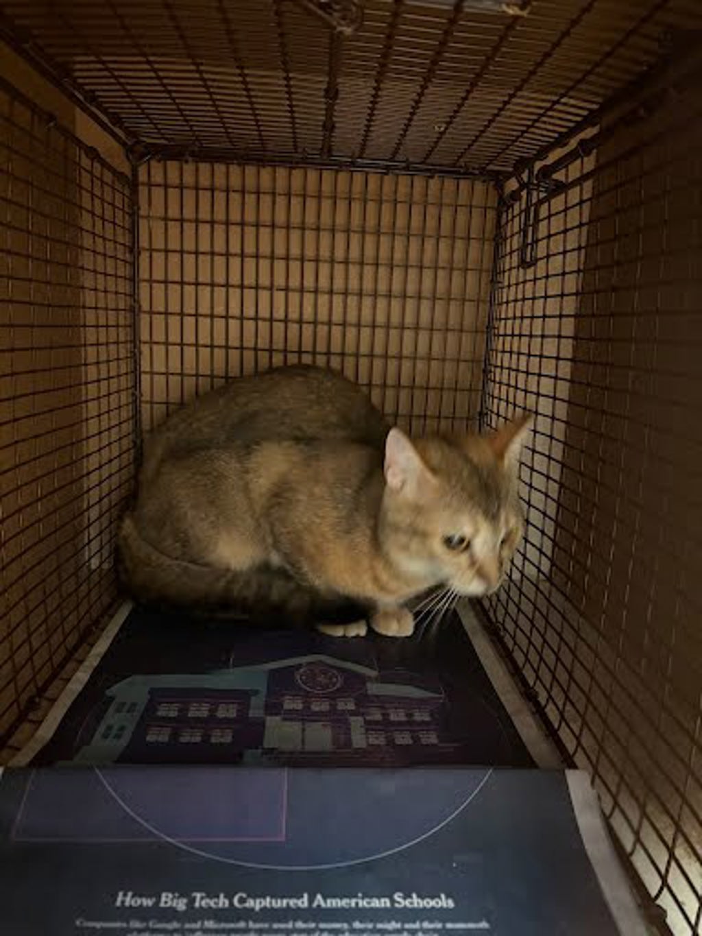 Shelter Stray Female Cat last seen Near Campina Crossing, DEL VALLE, TX, 78617, 7201 Levander Loop bldg a, Austin, TX 78702, USA