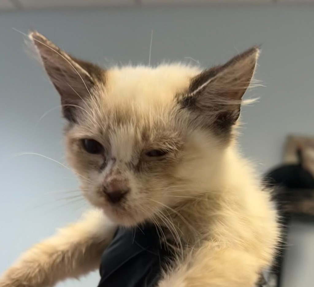 Shelter Stray Female Cat last seen 41st Street, San Diego, CA, 92105, 5500 Gaines St, San Diego, CA 92110, USA