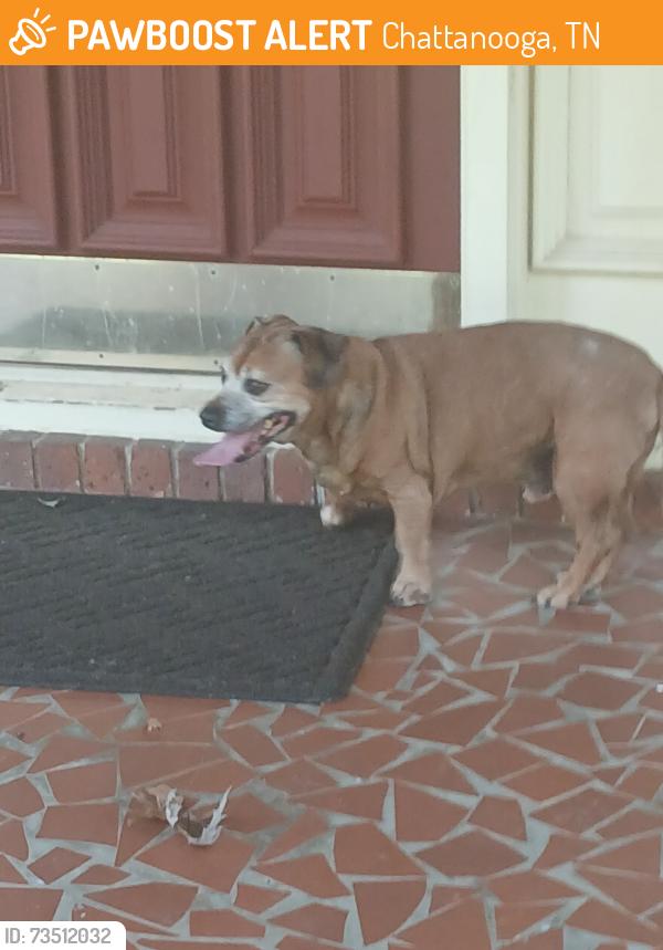Found/Stray Male Dog last seen Sussex lane near Stonehenge drive, Chattanooga, TN 37421