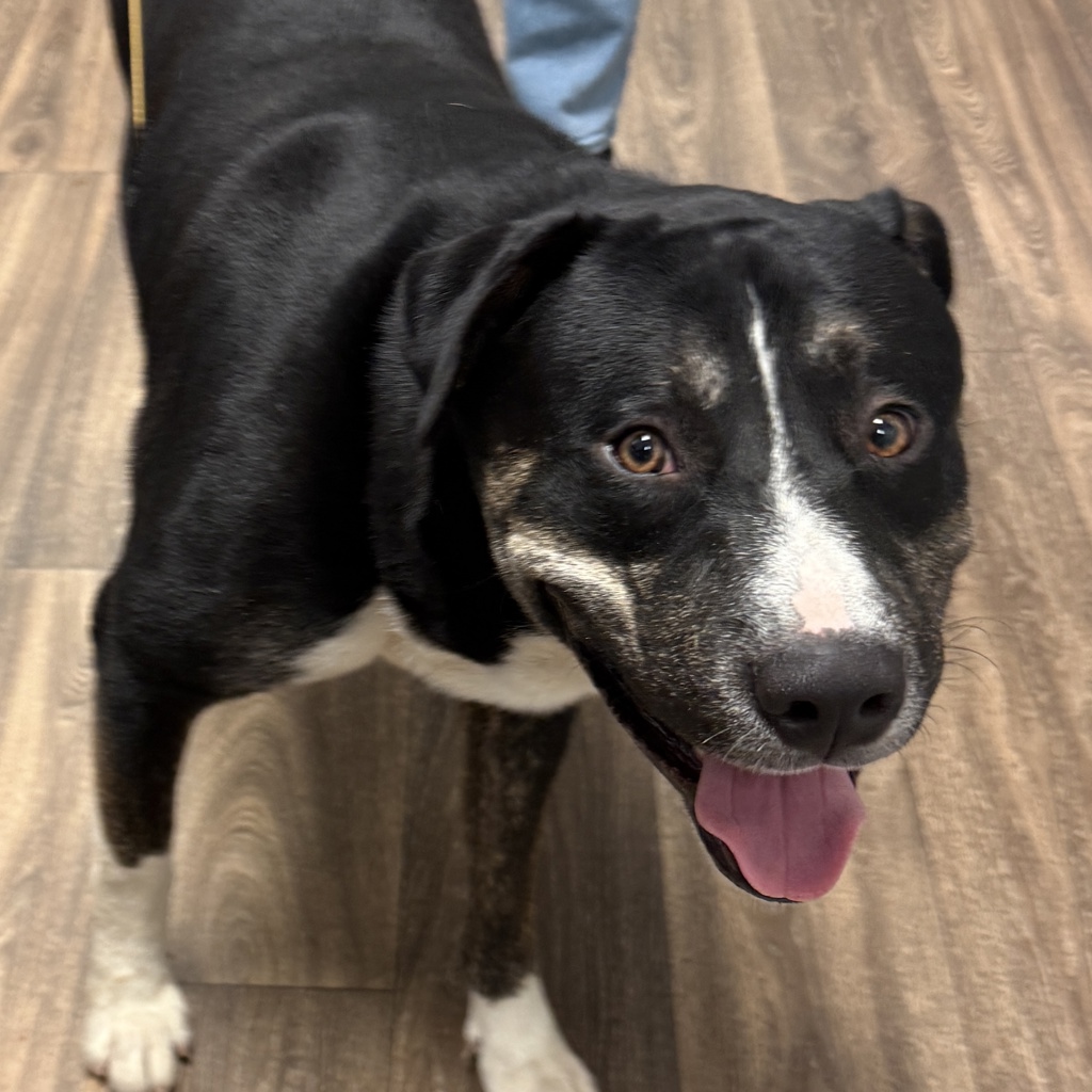 Shelter Stray Male Dog last seen Market Street, San Diego, CA, 92113, 5500 Gaines St, San Diego, CA 92110, USA