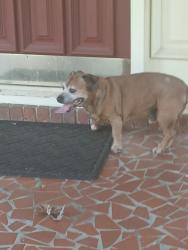 Found/Stray Male Dog last seen Sussex lane near Stonehenge drive, Chattanooga, TN 37421
