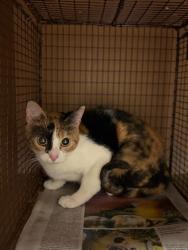 Shelter Stray Female Cat last seen Near Campina Crossing, DEL VALLE, TX, 78617, 7201 Levander Loop bldg a, Austin, TX 78702, USA