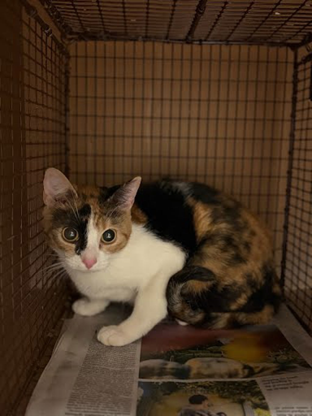 Shelter Stray Female Cat last seen Near Campina Crossing, DEL VALLE, TX, 78617, 7201 Levander Loop bldg a, Austin, TX 78702, USA