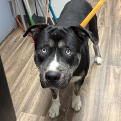 Shelter Stray Male Dog last seen Market Street, San Diego, CA, 92113, 5500 Gaines St, San Diego, CA 92110, USA