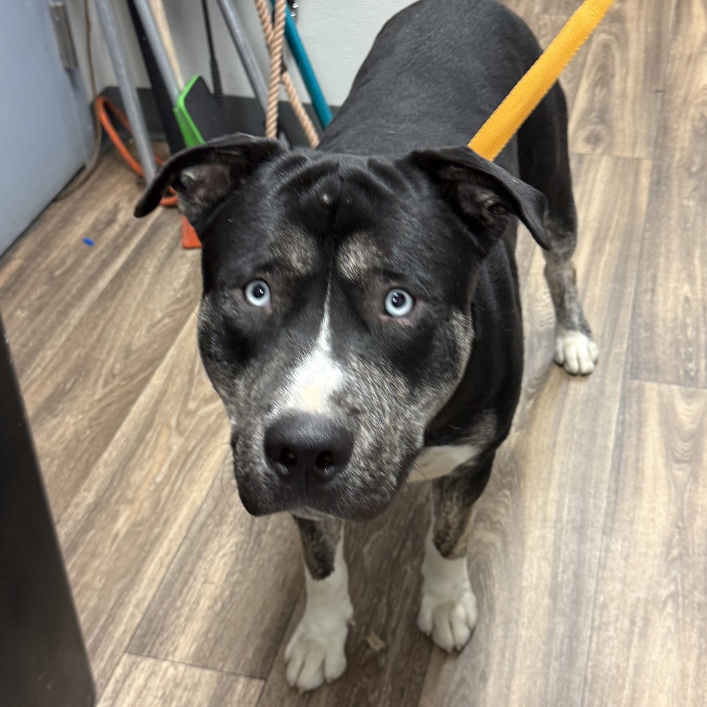 Shelter Stray Male Dog last seen Market Street, San Diego, CA, 92113, 5500 Gaines St, San Diego, CA 92110, USA