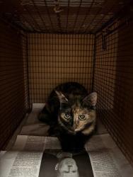 Shelter Stray Female Cat last seen Near Campina Crossing, DEL VALLE, TX, 78617, 7201 Levander Loop bldg a, Austin, TX 78702, USA