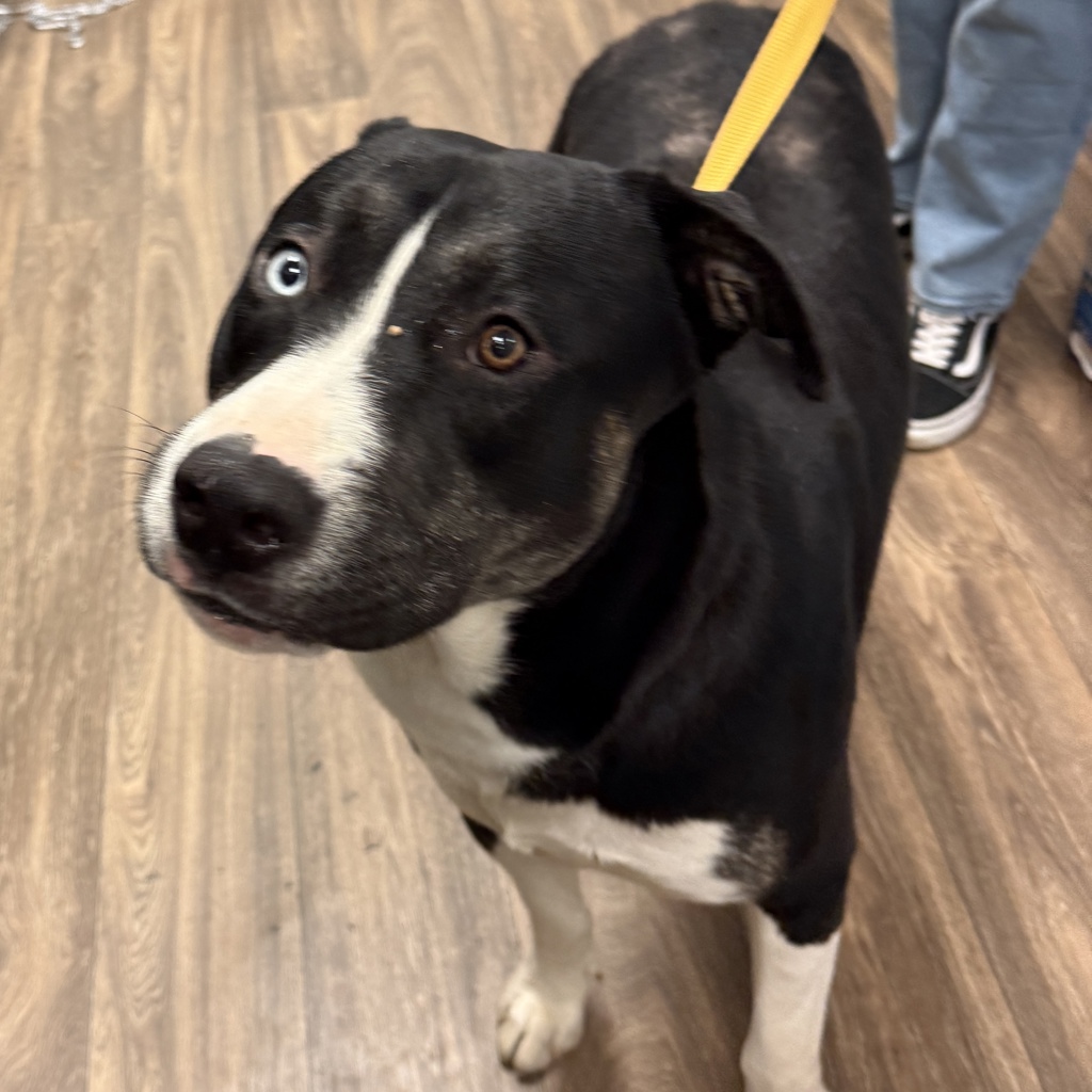 Shelter Stray Male Dog last seen Market Street, San Diego, CA, 92113, 5500 Gaines St, San Diego, CA 92110, USA