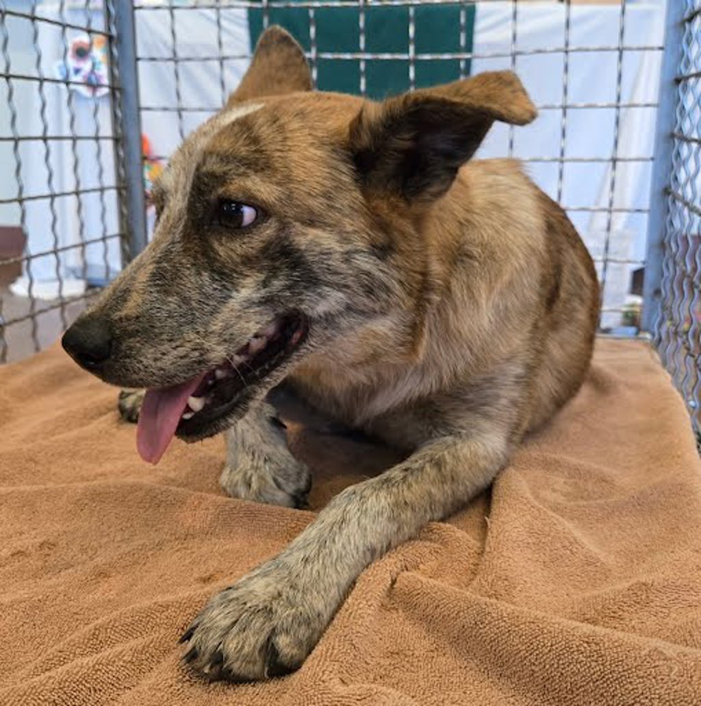 Shelter Stray Female Dog last seen Near Brita Olson, MANOR, TX, 78653, 7201 Levander Loop bldg a, Austin, TX 78702, USA