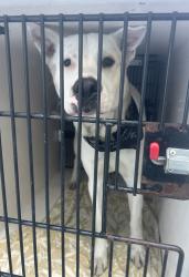 Shelter Stray Male Dog last seen Central precinct, OR, 1700 W Historic Columbia River Hwy, Troutdale, OR 97060, USA