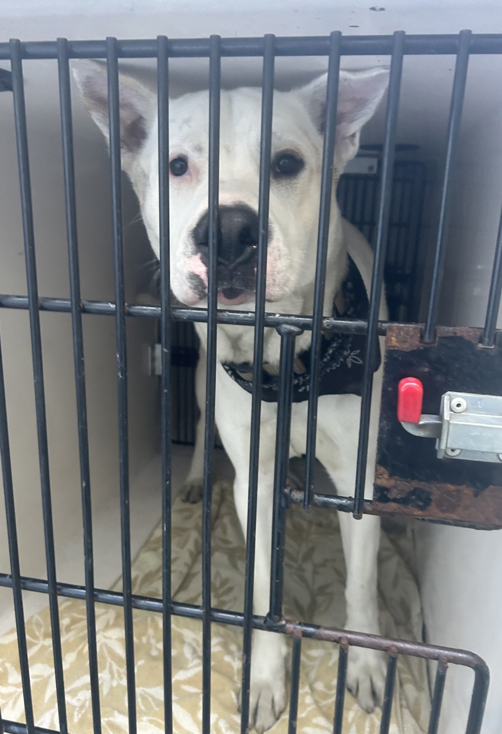 Shelter Stray Male Dog last seen Central precinct, OR, 1700 W Historic Columbia River Hwy, Troutdale, OR 97060, USA