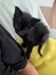 Shelter Stray Female Cat last seen Near Burnet Drive, Escondido, CA, 92027, Escondido, CA 92027, USA