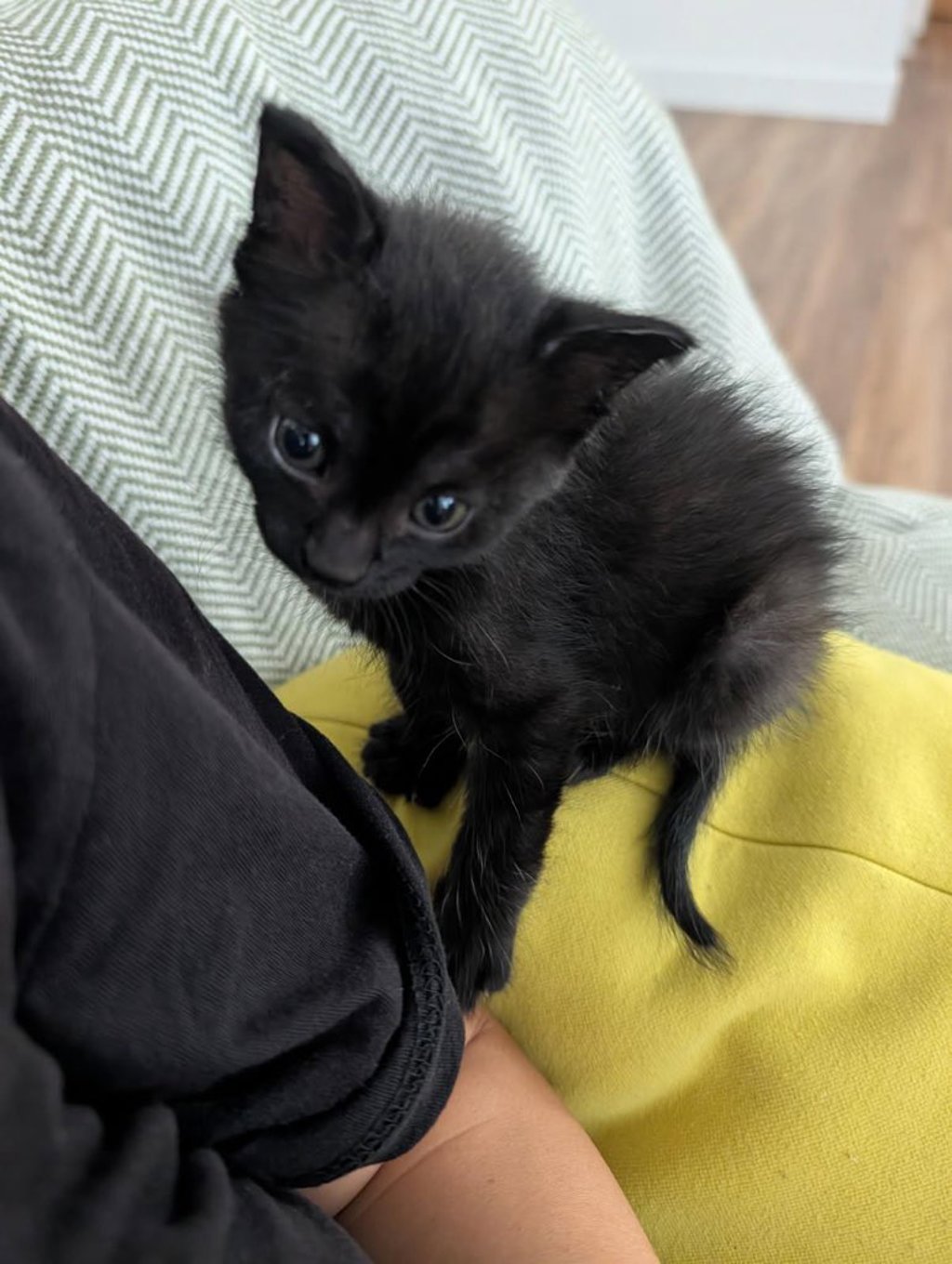 Shelter Stray Female Cat last seen Near Burnet Drive, Escondido, CA, 92027, Escondido, CA 92027, USA
