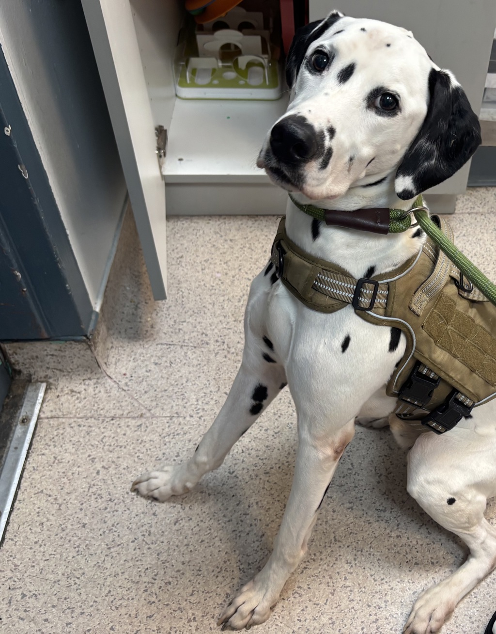 Shelter Stray Male Dog last seen E 115th, NEW YORK, NY, 10029, 326 E 110th St, New York, NY 10029, USA