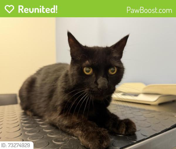 Reunited Male Cat last seen Harrison St, North Highlands, CA, USA, North Highlands, CA 95841