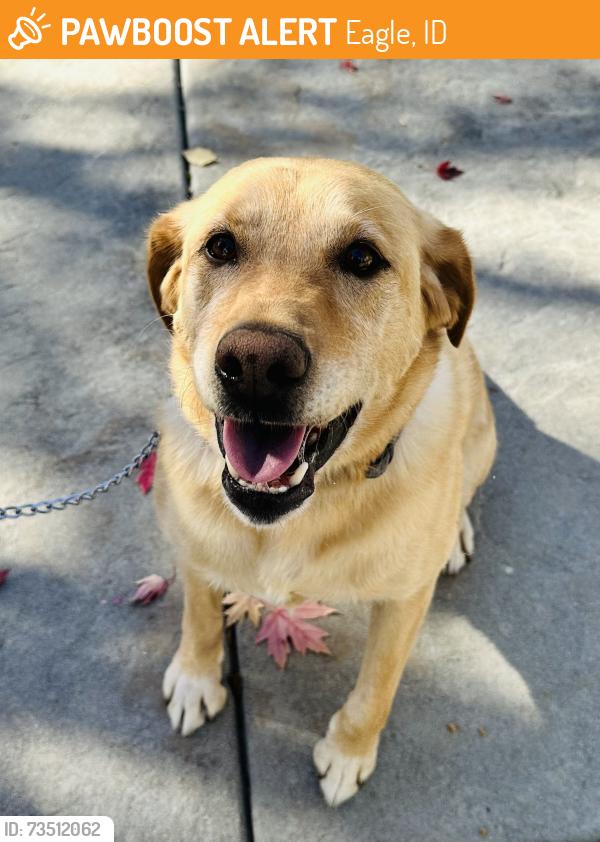 Found/Stray Male Dog last seen covenant hill /Eagle Rd, Eagle, ID 83616