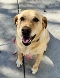 Found/Stray Male Dog last seen covenant hill /Eagle Rd, Eagle, ID 83616