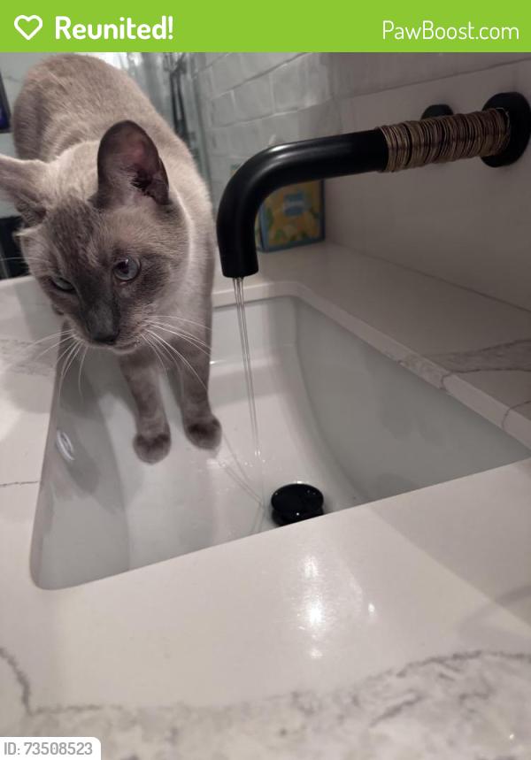 Reunited Male Cat last seen Briarglen and Springbrook North, Irvine, CA 92614