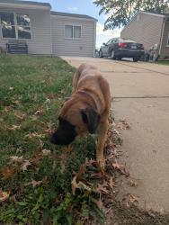 Reunited Male Dog last seen Wild Winds Drive, O'Fallon, MO 63368