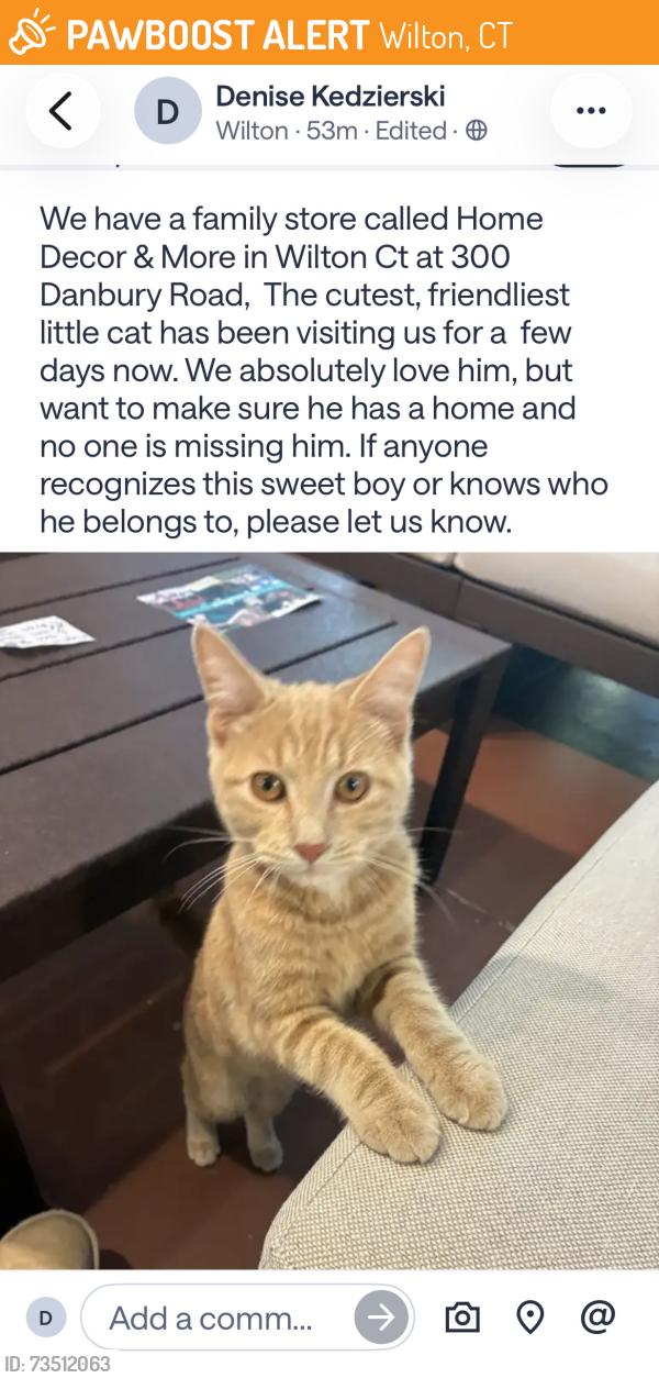 Found/Stray Male Cat last seen Route 33, Wilton, CT 06897