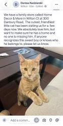 Found/Stray Male Cat last seen Route 33, Wilton, CT 06897
