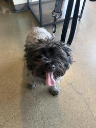 Reunited Female Dog last seen Galapago & Grand, Englewood, CO 80110
