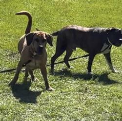 Reunited Male Dog last seen West New York ave Deland, DeLand, FL 32720