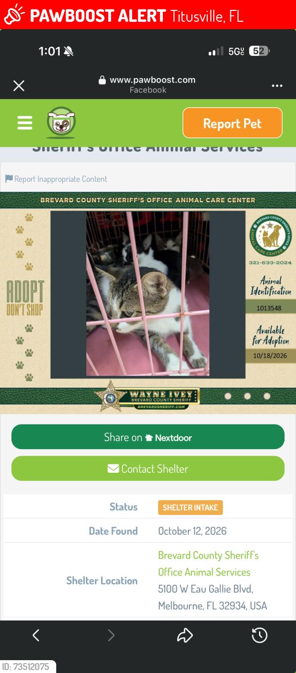 Lost Female Cat last seen Anna dr, Titusville, FL 32780