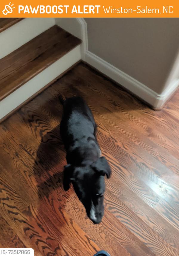 Found/Stray Male Dog last seen Norman Rd., Winston-Salem, NC 27106