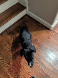 Found/Stray Male Dog last seen Norman Rd., Winston-Salem, NC 27106