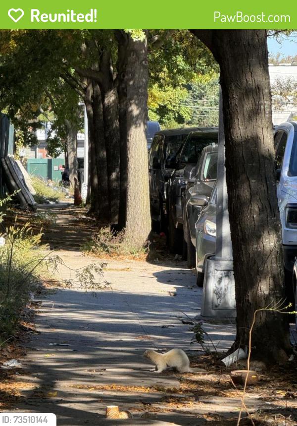 Reunited Unknown Ferret last seen Atlantic Ave. Liberty Ave. , our streets have that big scaffolding that’s closed off. He was near there, Brooklyn, NY 11208