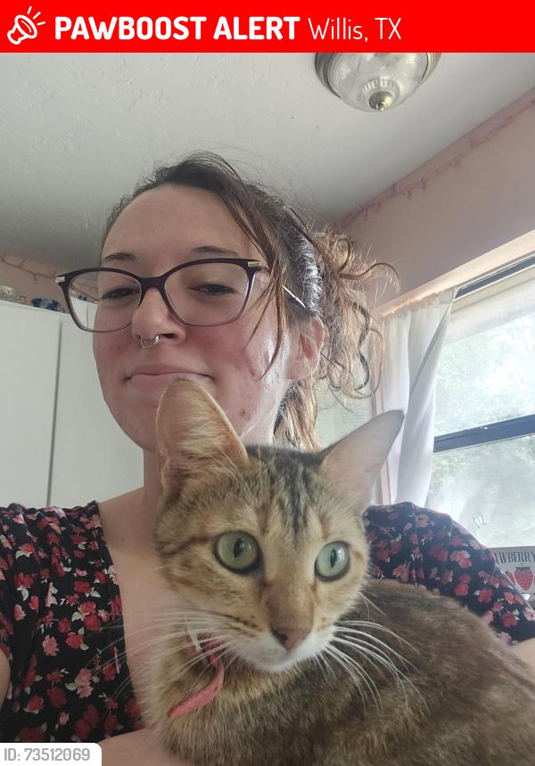 Lost Female Cat last seen Wright Wood Ln and Sharon Ln, not far from Cedar Lane Loop, Willis, TX 77378