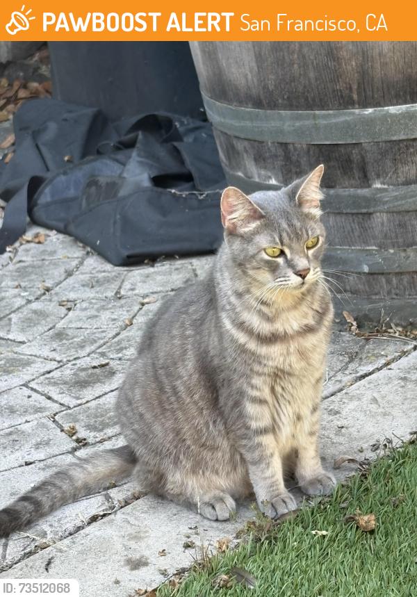 Found/Stray Unknown Cat last seen 48th and Geary Blvd, San Francisco, CA 94121