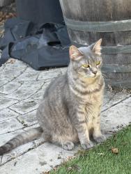 Found/Stray Unknown Cat last seen 48th and Geary Blvd, San Francisco, CA 94121