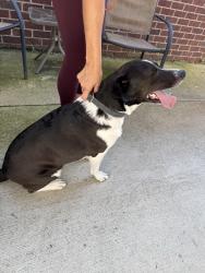 Reunited Male Dog last seen Carothers Pkwy & Scouting Dr, Franklin, TN 37064