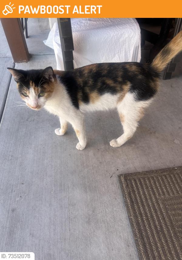 Found/Stray Female Cat last seen Florence and Maie, Florence-Graham, CA 90001