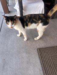 Found/Stray Female Cat last seen Florence and Maie, Florence-Graham, CA 90001
