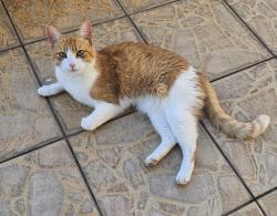 Found/Stray Unknown Cat last seen Bianca and Hampton- Gemini Ave, Palm Bay, FL 32905