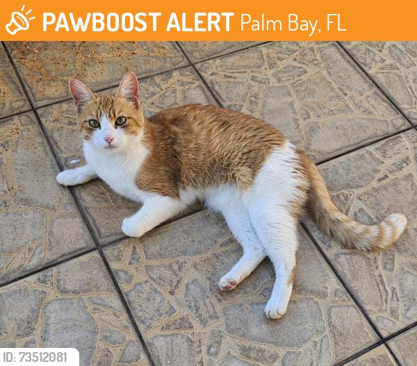 Found/Stray Unknown Cat last seen Bianca and Hampton- Gemini Ave, Palm Bay, FL 32905