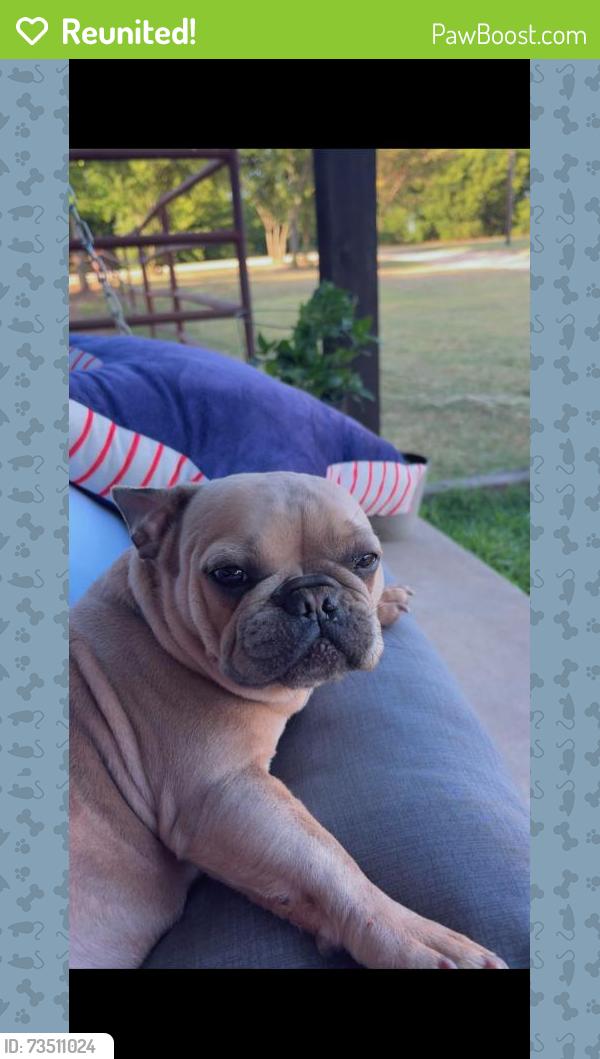 Reunited Female Dog last seen Joshua, TX, USA, Joshua, TX 76058