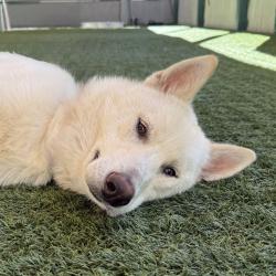 Shelter Stray Male Dog last seen , 361 S Raymond Ave, Pasadena, CA 91105, USA