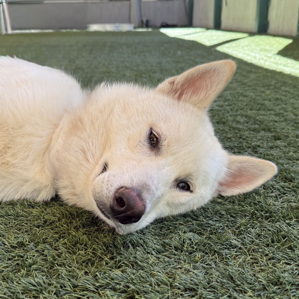 Shelter Stray Male Dog last seen , 361 S Raymond Ave, Pasadena, CA 91105, USA