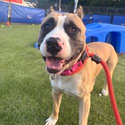 Shelter Stray Male Dog last seen , Animal Care & Control Team of Philly, 111 W Hunting Park Ave, Philadelphia, PA 19140, USA