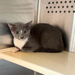 Shelter Stray Unknown Cat last seen , 3428 S Jenkins Ave, Norman, OK 73072, USA