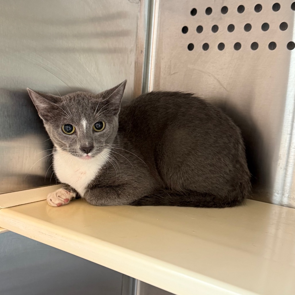 Shelter Stray Unknown Cat last seen , 3428 S Jenkins Ave, Norman, OK 73072, USA