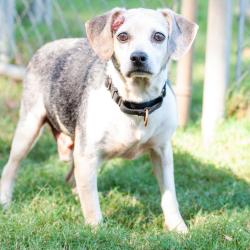 Shelter Stray Male Dog last seen , 2951 S 1st St, Cabot, AR 72023, USA