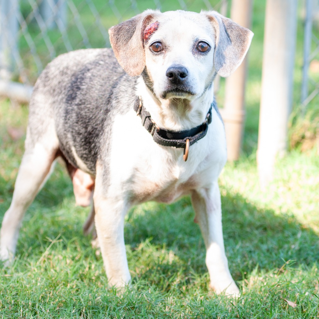 Shelter Stray Male Dog last seen , 2951 S 1st St, Cabot, AR 72023, USA
