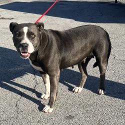 Shelter Stray Female Dog last seen , 4500 N Access Rd, Chattanooga, TN 37415, USA
